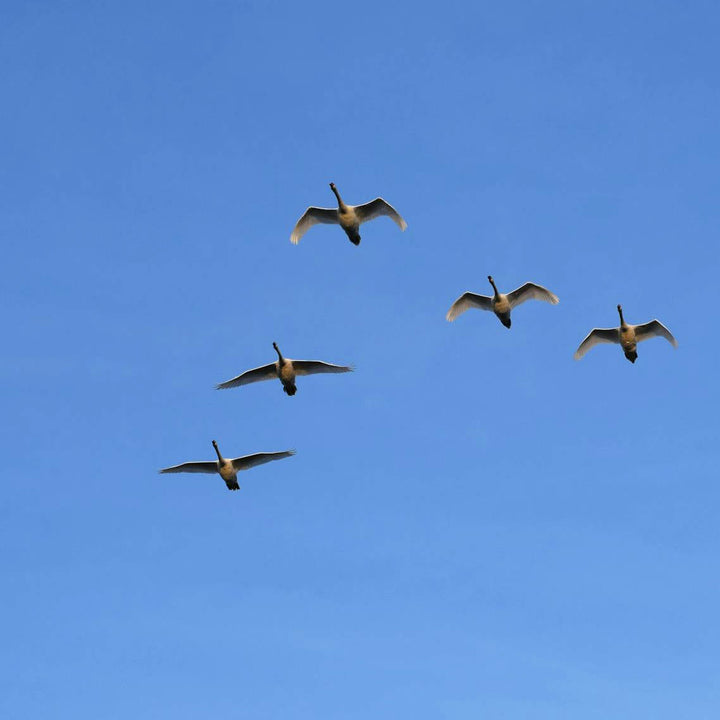 Vögel und Flugzeuge: Wie sicher ist dein Flug? 🐦✈️